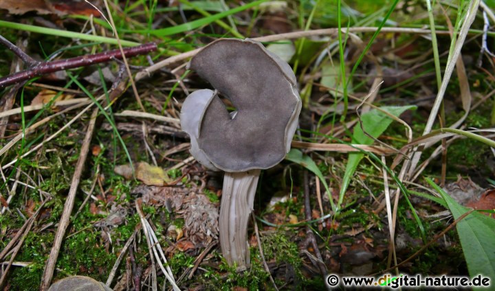 >Auf diesem Bild ist wahrscheinlich Helvella lacunosa var. sulcata (Gefurchte Lorchel) zu sehen
