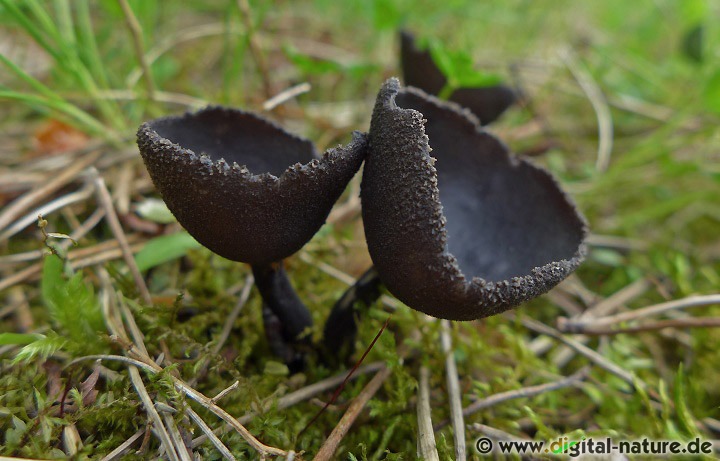 Die Schwarze Becherlorchel findet man in lichten Laub- oder Misch-Wäldern