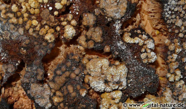 Hypocrea pulvinata an der Unterseite alter Birkenporlinge