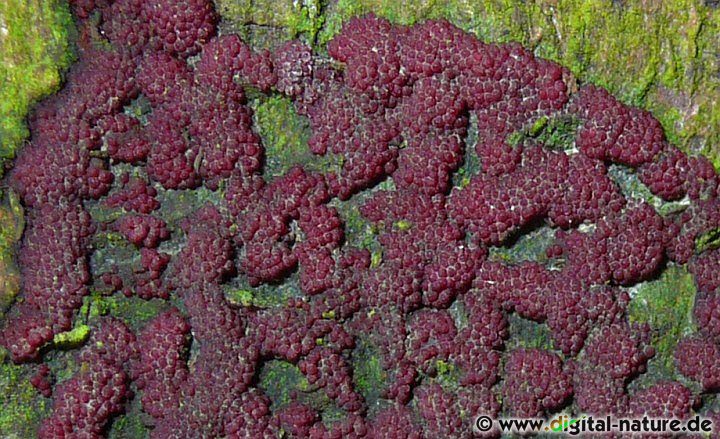 Das Scharlachrote Pustelpilzchen schädigt die Rinde