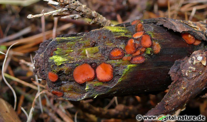 Scutellinia scutellata lebt saprobiontisch auf Totholz