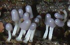 Arcyria cinerea