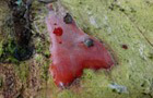 Dictydiaethalium plumbeum