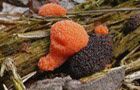 Tubifera ferruginosa
