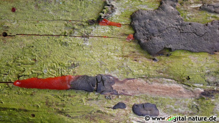 Dictydiaethalium plumbeum Fruchtkörper (Pseudoaethalium) Merkmale