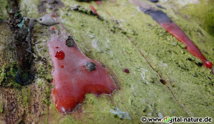 Dictydiaethalium plumbeum auf Laubbaum-Totholz