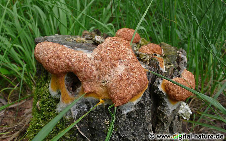 Fuligo septica var. rufa ist eine Varietät der Gelben Lohblüte