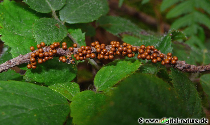 Leocarpus fragilis findet man auf dem Waldboden, in der Vegetation oder auf Totholz