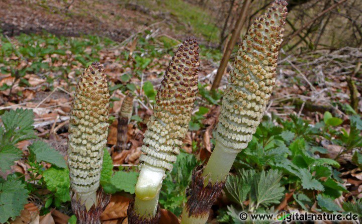 Equisetum telmateia ist mit fast 2 Meter unsere größte Schachtelhalm-Art