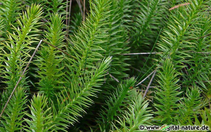 Lycopodium annotinum ist eine alte Heil- und Hexenpflanze