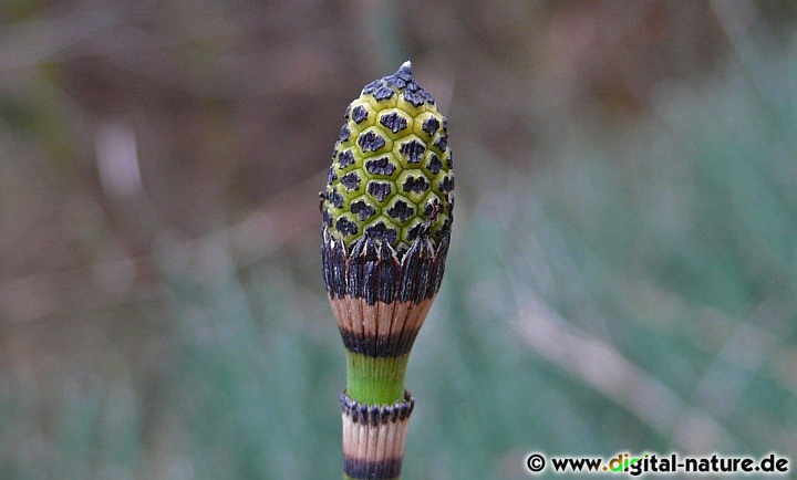 Equisetum hyemale wächst auf nährstoffreichen und feuchten Böden