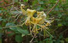 Wildes Geissblatt