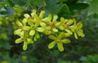 Gold-Johannisbeere