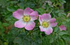 Hunds-Rose