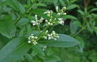 Gewöhnlicher Liguster