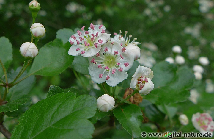 Der Zweigriffelige Weißdorn (Crataegus laevigata) ist recht häufig