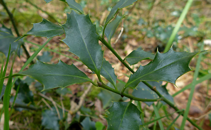 Die immergrüne, bis 5 Meter hohe Gemeine Stechpalme (Ilex aquifolium)