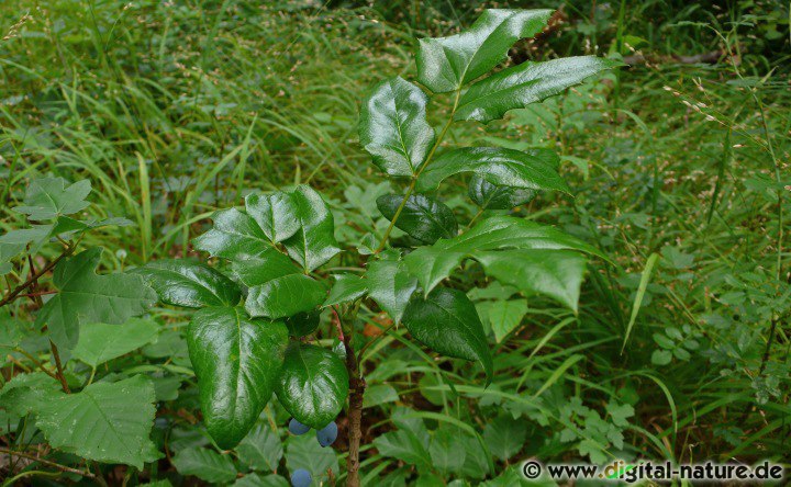 Mahonia aquifolium wird homöopathisch bei Hautproblemen verwendet