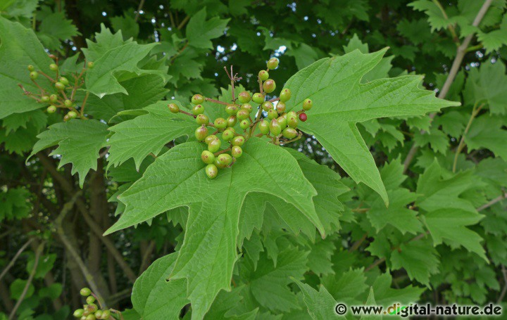 Viburnum opulus ist ein mehrjähriger sommergrüner Strauch