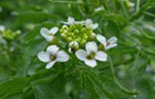 Echte Brunnenkresse