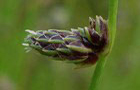 Borstige Schuppensimse