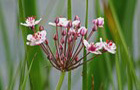 Schwanenblume