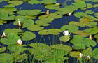 Weiße Seerose