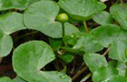 Sumpfdotterblume