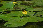Gelbe Teichrose