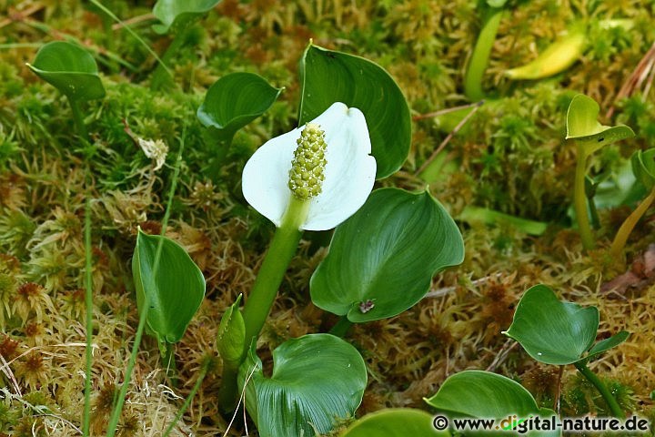 Calla palustris findet man im Sumpf-Biotop oder im Uferbereich