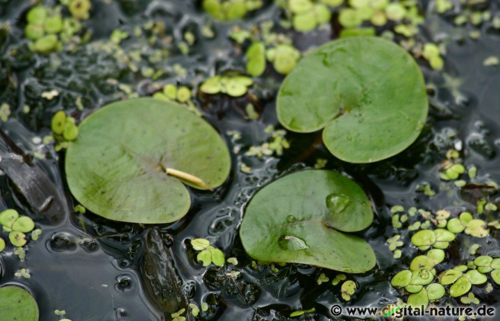 Der Europäische Froschbiß wächst in stehenden Gewässern