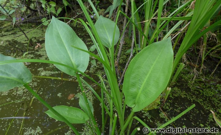 Der Gewöhnliche Froschlöffel wächst im Uferbereich