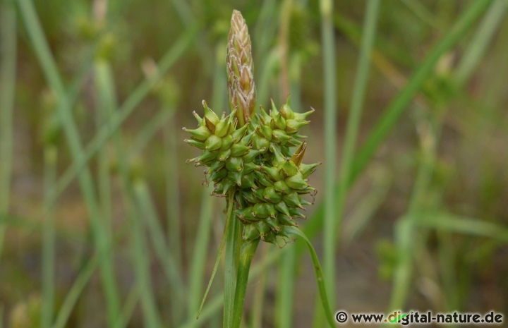 Die Arten der Gattung Carex sind sehr variabel