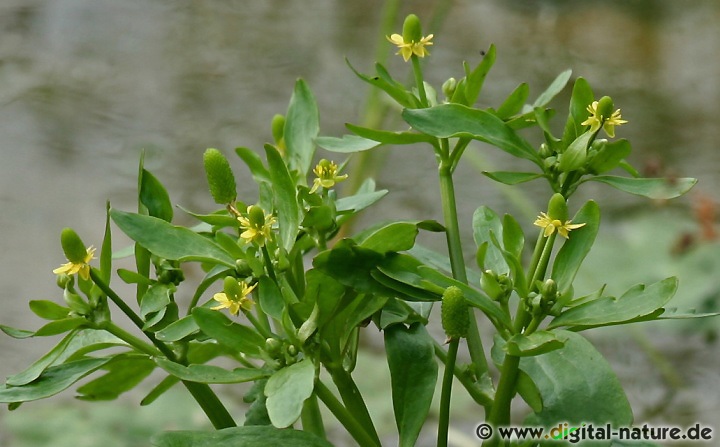 Der Gift-Hahnenfuß (Ranunculus sceleratus) wächst im Uferbereich