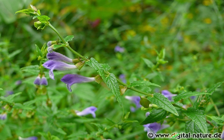 Scutellaria galericulata ist auch unter dem Namen Kappen-Helmkraut bekannt