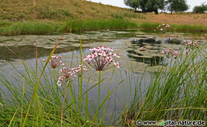 Die Schwanenblume benötigt einen schlammigen Standort