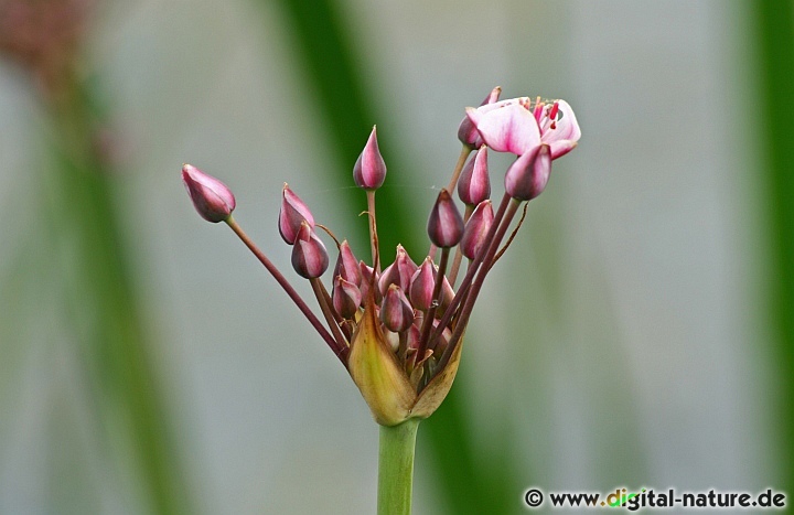 Die Schwanenblume gehört zu den Pionierpflanzen auf Schlammböden