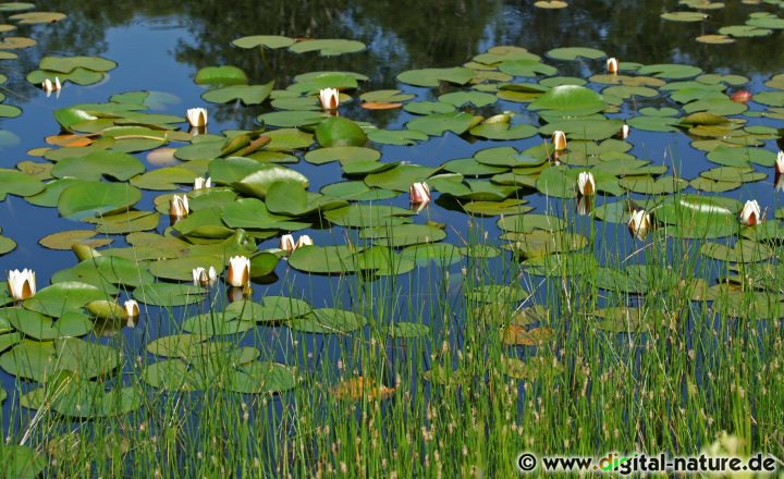 Die Weiße Seerose ist eine Schwimmblattstaude