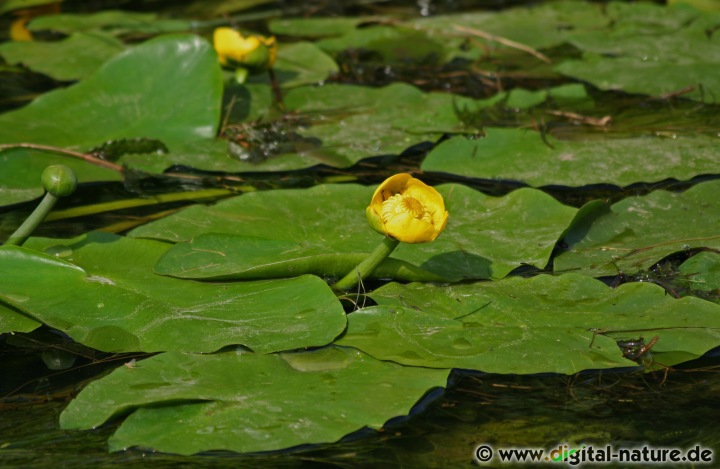 Nuphar lutea findet man in langsam fließenden Gewässern