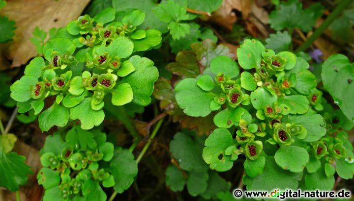 Die Krätzenblume (Gold-Milzkraut) hat wechselblättrige und gekerbte Stängelblätter