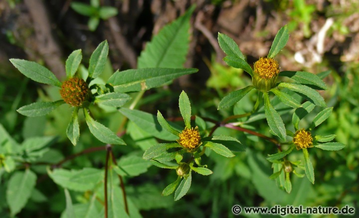 Bidens tripartita wächst im Uferbereich von periodisch überschwemmten Teichen