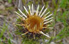 Golddistel