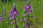 Schopfige Kreuzblume