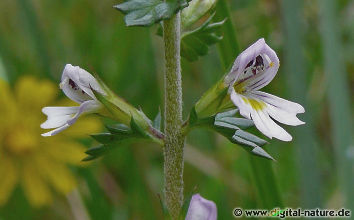 Euphrasia stricta ist ein Halbschmarotzer