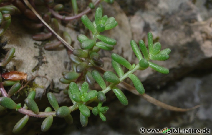 Sedum album wächst auf steinigen Böden oder in Felsspalten