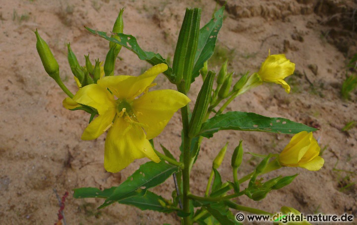 Oenothera suaveolens wächst auf Ruderalflächen oder an Bahndämmen