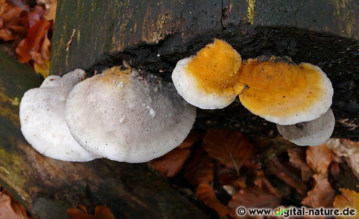 Baumpilz im Buchenwald