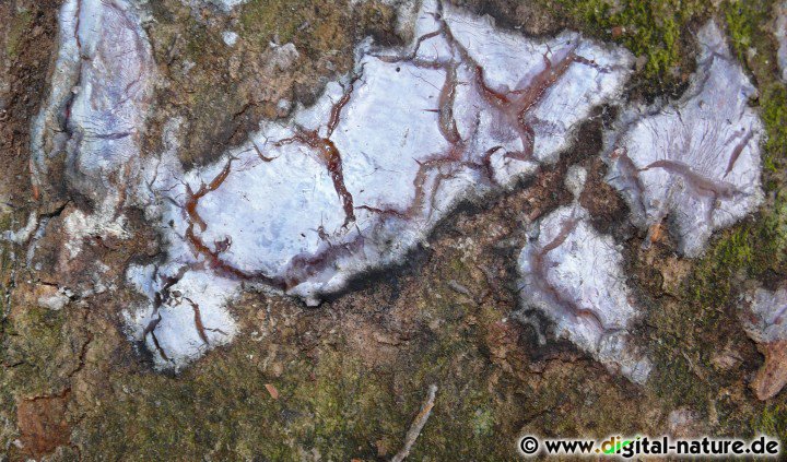 Rindenpilz