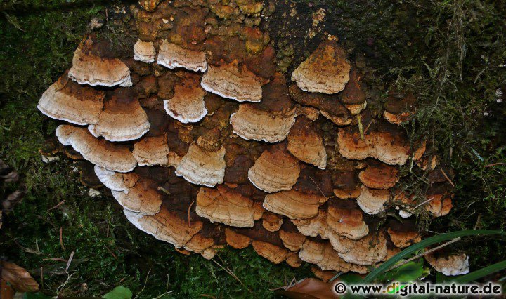 Baumpilz aus den Bückebergen