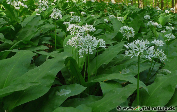 Waldknoblauch, Bärenlauch oder Hexenzwiebel enthalten ätherische Öle